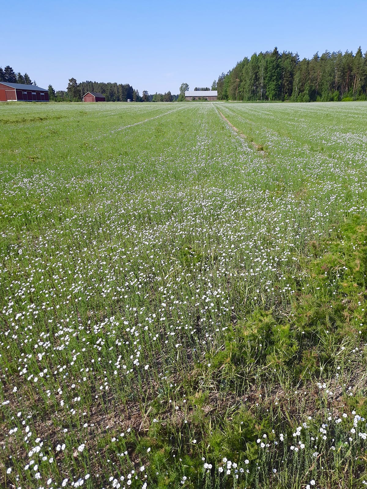 web_samuli_suvila_siementuotanto_pellava_kukkii_paljon_aiemmin_240620_2_muokattu