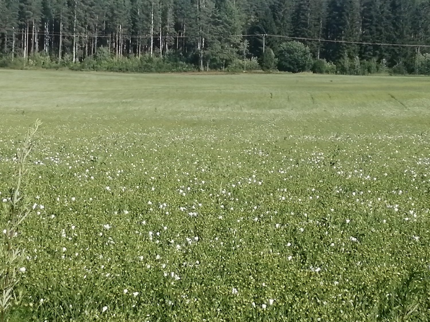 Pellavan kukinta Somerolla
